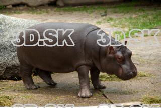 Hippo baby 0007